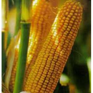 Яровец 243 МВ F1 - кукуруза кормовая, 80 000 семян, Мнагор, Украина фото, цена